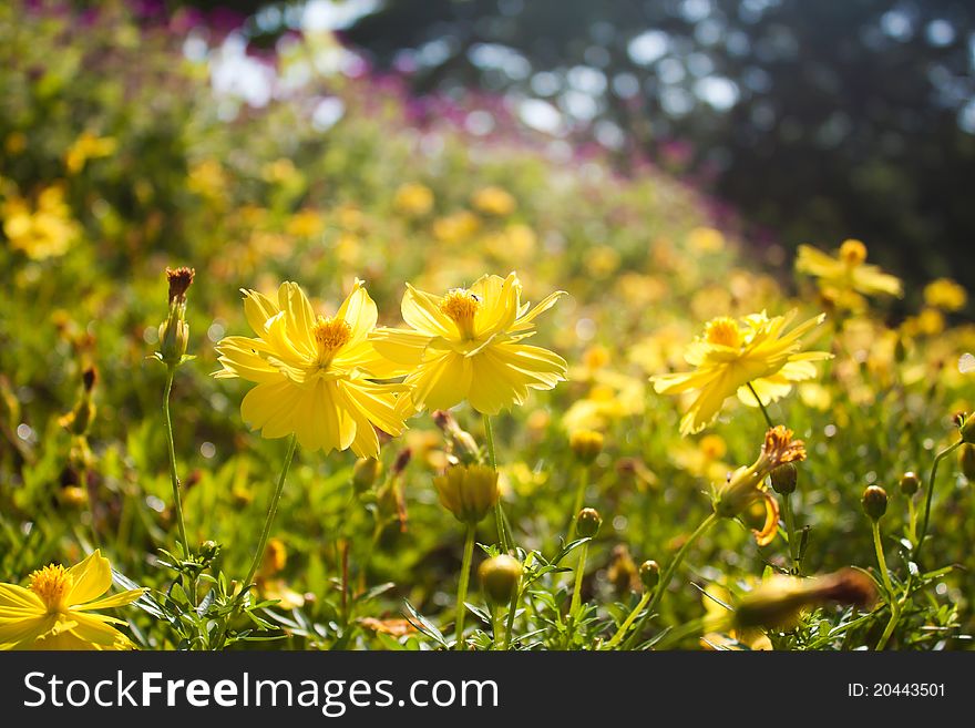 Cosmos yellow flowers in the garden. Cosmos yellow flowers in the garden.