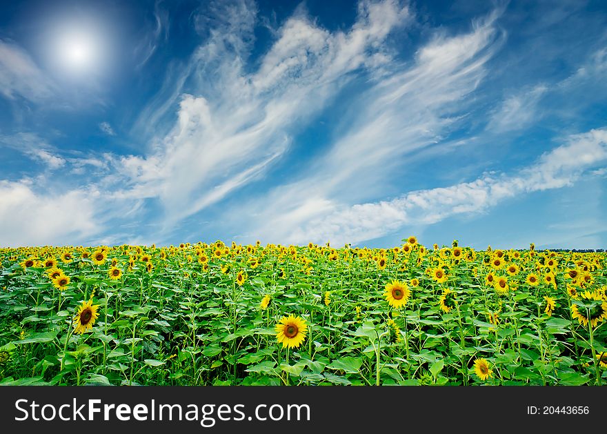 Fine summer field of sunflowers and sun in the blue sky. Fine summer field of sunflowers and sun in the blue sky.