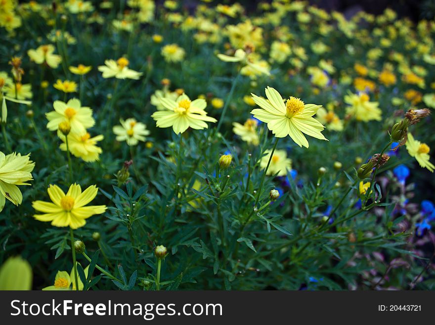 Cosmos Yellow Flowers