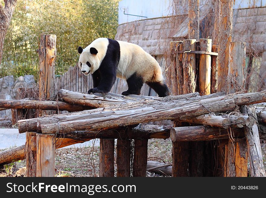 A Giant Panda in the zoo.