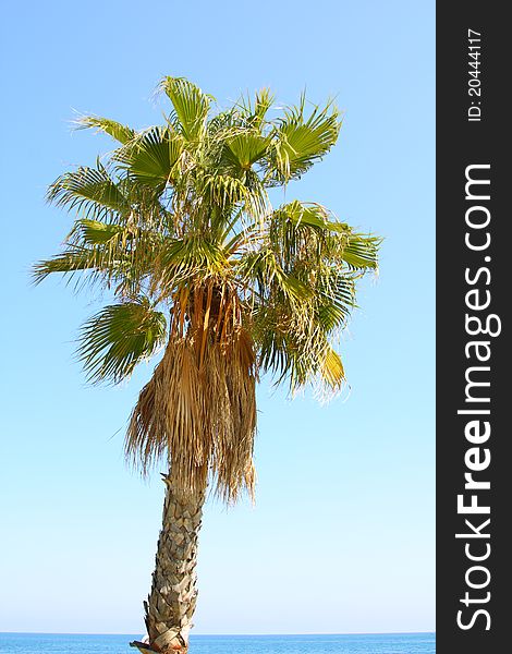 Image of palm on seashore