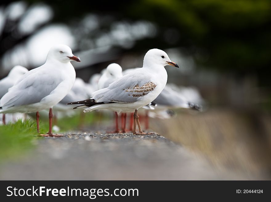 Seagull standing on a sea wall