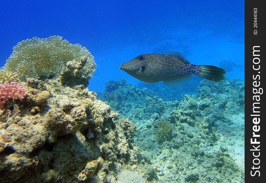 Interest fish in Red sea, Sharm El Sheikh, Egypt