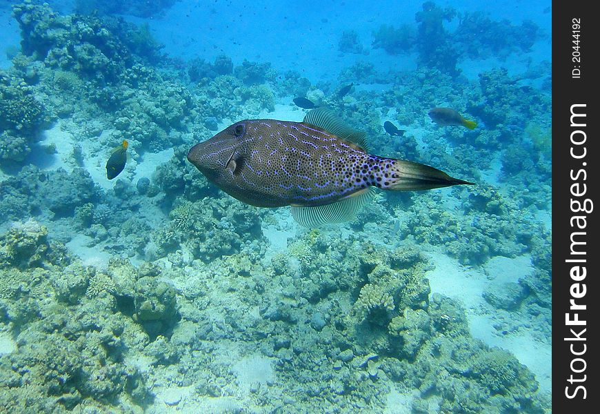 Interest fish in Red sea, Sharm El Sheikh, Egypt. Interest fish in Red sea, Sharm El Sheikh, Egypt