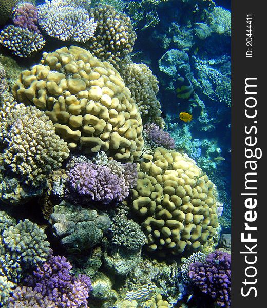 Coral garden in Red sea, Sharm El Sheikh, Egypt