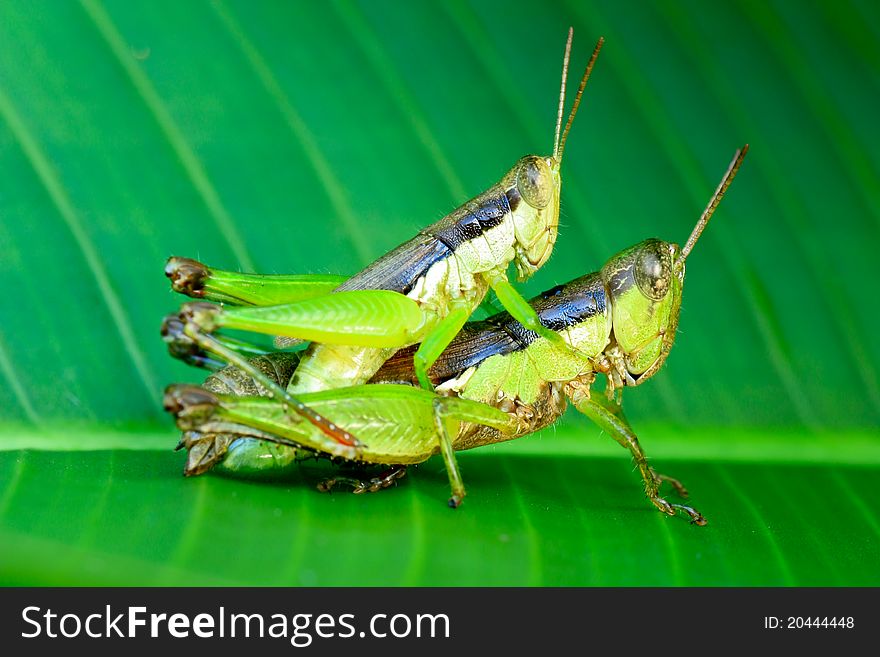 Grasshoppers couple in private moment close up. Grasshoppers couple in private moment close up