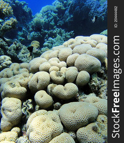 Interest coral in Red sea, Sharm El Sheikh, Egypt