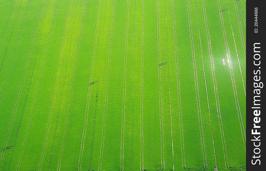 Green Wheat Field With Reflection