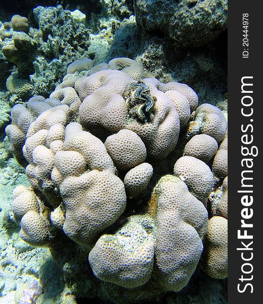 Interest coral in Red sea, Sharm El Sheikh, Egypt. Interest coral in Red sea, Sharm El Sheikh, Egypt