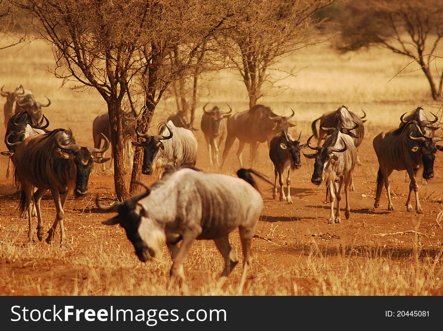 Herd of Wildebeest in Tarangire NP, Tanzania