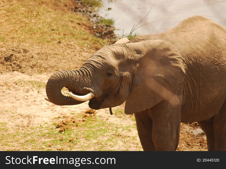 A Thirsty Elephant In Tarangire NP, Tanzania
