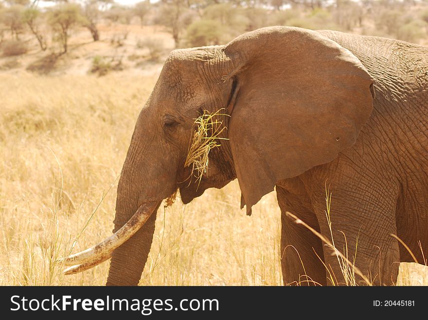 A close-up shot of a hungry Elephant in Tarangire National Park, Tanzania. A close-up shot of a hungry Elephant in Tarangire National Park, Tanzania