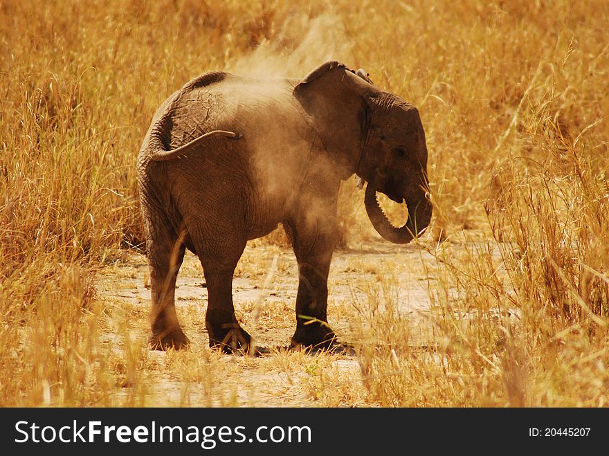 A beautiful shot of a baby Elephant taking a dust bath in Tarangire National Park, Tanzania. A beautiful shot of a baby Elephant taking a dust bath in Tarangire National Park, Tanzania