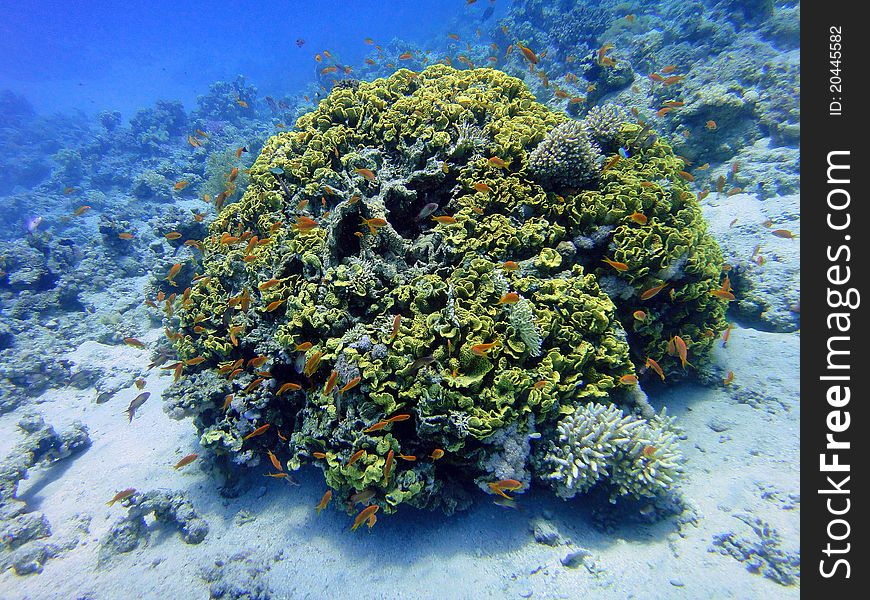 Underwater scene, rest on the Red sea, Egypt, Sharm El Sheikh. Underwater scene, rest on the Red sea, Egypt, Sharm El Sheikh