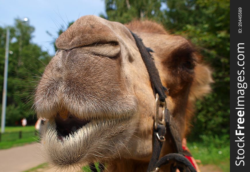 The head of a young camel, close-up. Focus on the nose