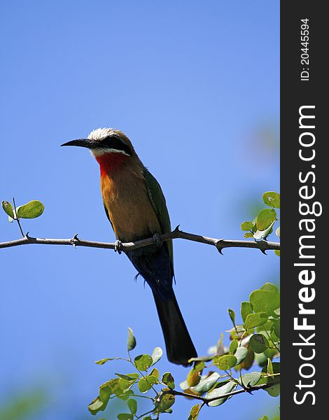 White-Fornted Bee-Eater perched on acacia thorn over the Okovango Delta. White-Fornted Bee-Eater perched on acacia thorn over the Okovango Delta