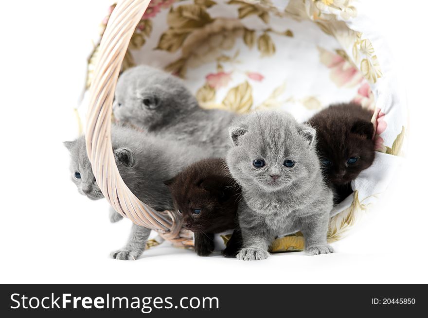 Five british kittens on white background in a wicker basket. Five british kittens on white background in a wicker basket