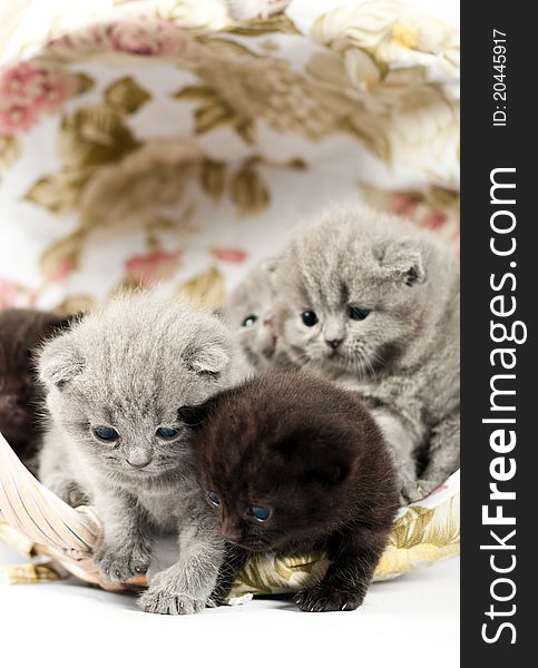 Five british kittens on white background in a wicker basket. Five british kittens on white background in a wicker basket