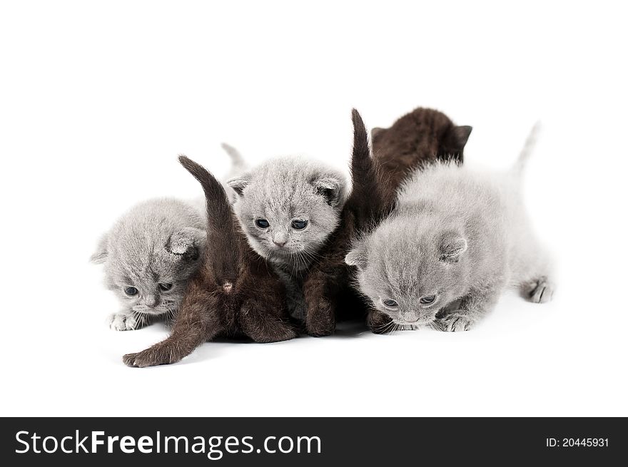 Five british kittens on white background