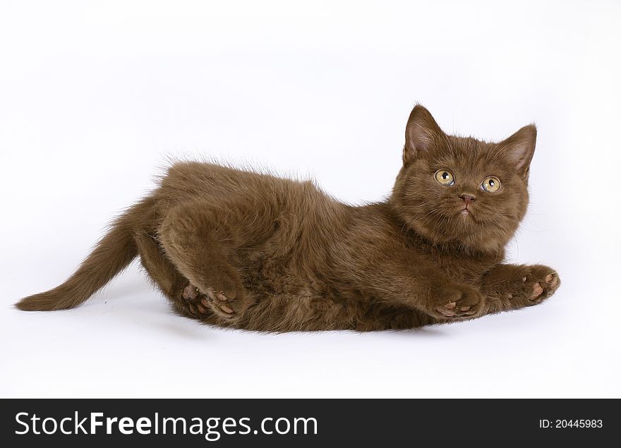 Chocolate British kitten on white background