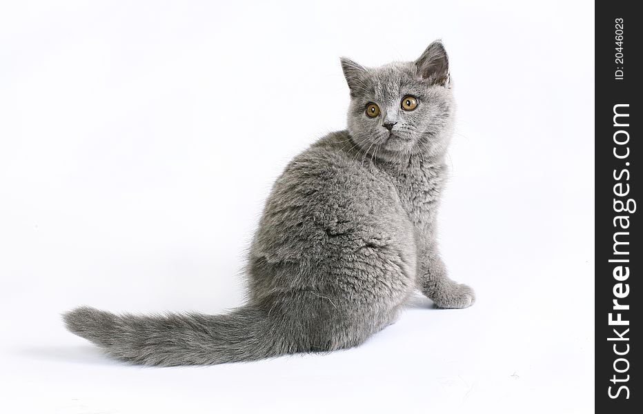 British cat on white background