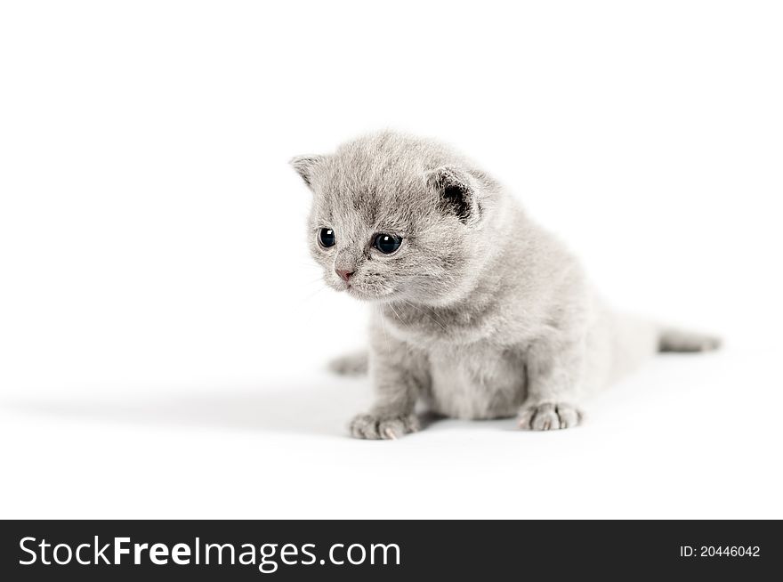 Gray small british kitten on white background. Gray small british kitten on white background