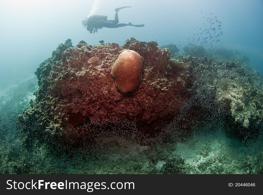 Diver and coral reef fishes. Diver and coral reef fishes