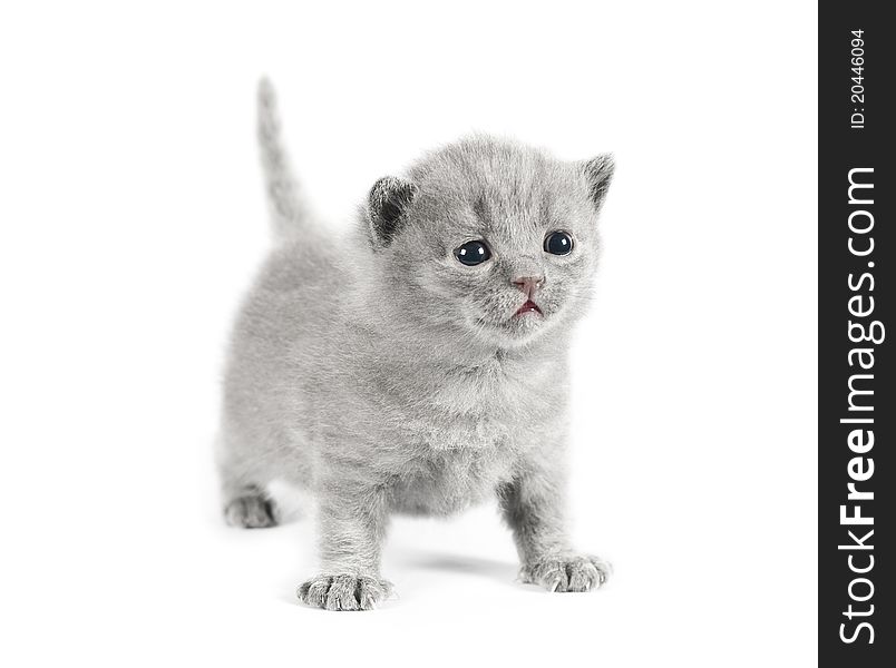 Gray small british kitten on white background. Gray small british kitten on white background
