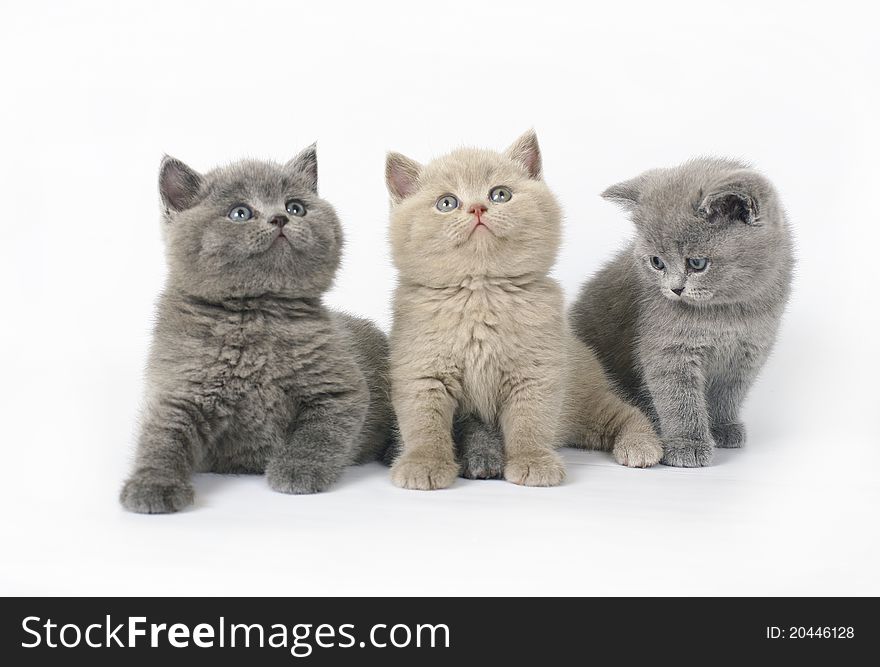 Three British kittens on white