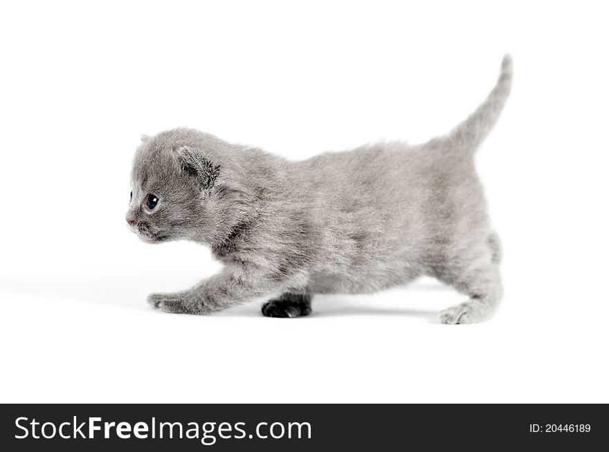 Gray small british kitten on white background. Gray small british kitten on white background