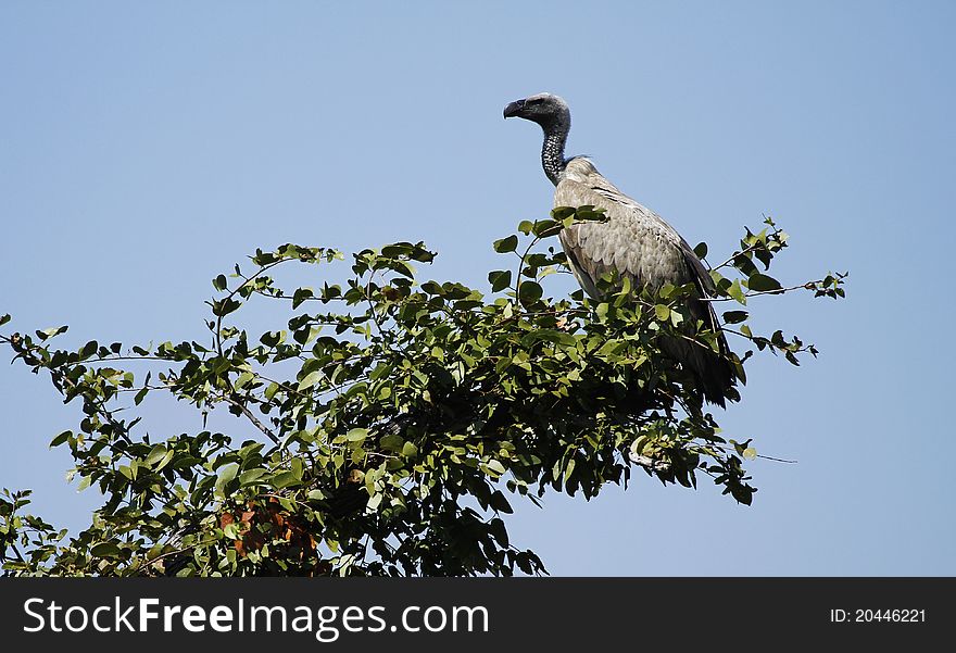 African White Backed Vulture, scavenger of the open plains. African White Backed Vulture, scavenger of the open plains