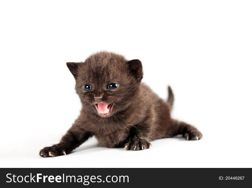 Brown small british kitten meows on white background. Brown small british kitten meows on white background