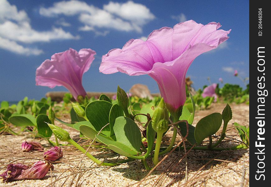 Stunning Pink Flower on the Beach, seen with dramatic ground level view and lovely little clouds dotting the otherwise blue sky. Truly an exotic, dreamlike holiday.