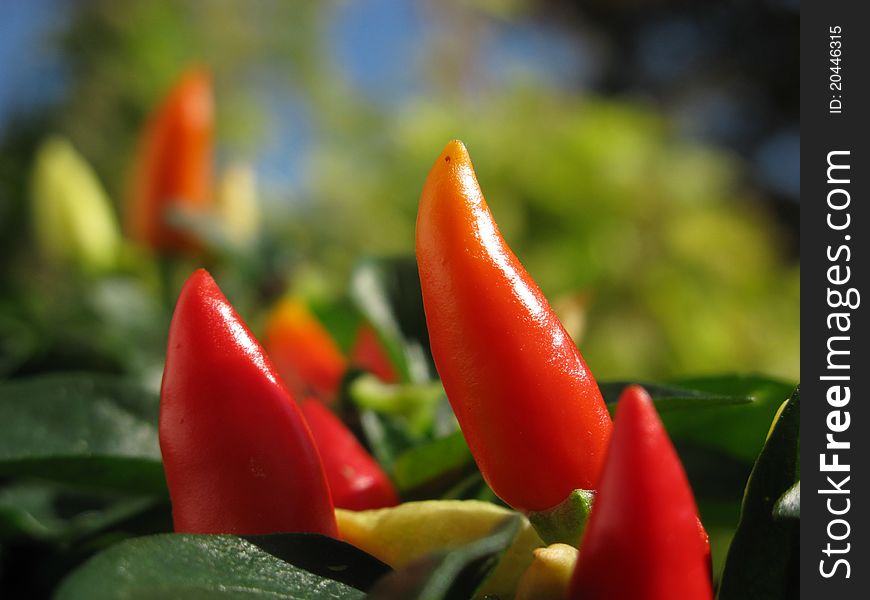 Striking Red Chili On The Plant - Spicy And Hot!