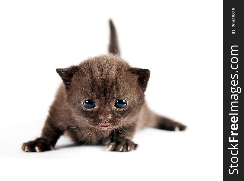 Brown small british kitten on white background. Brown small british kitten on white background