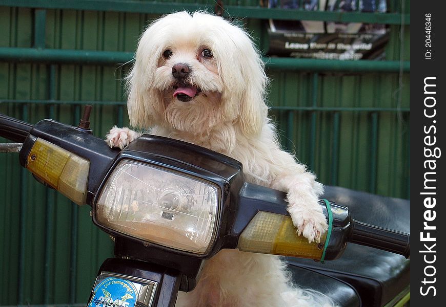 Dog On Motorcycle!