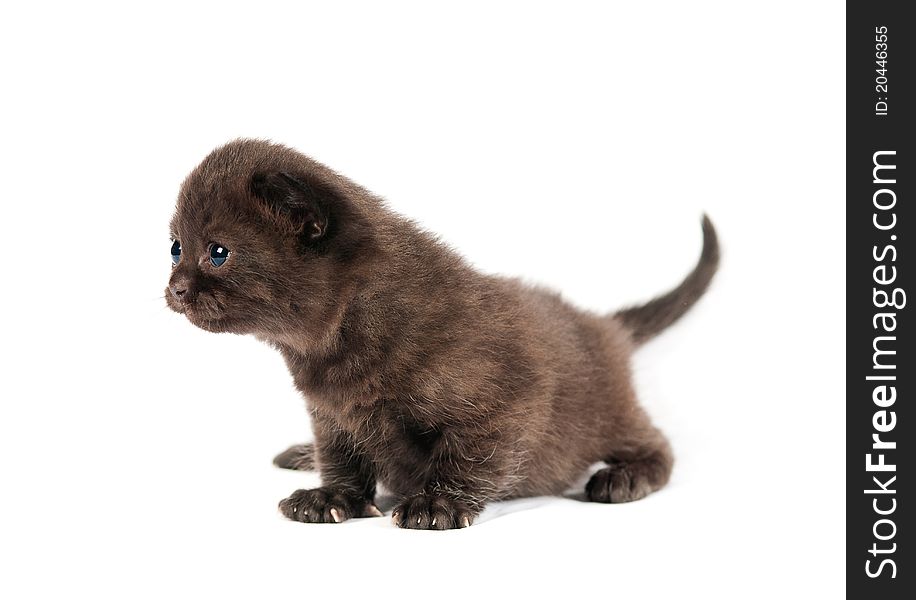 Brown small british kitten on white background. Brown small british kitten on white background