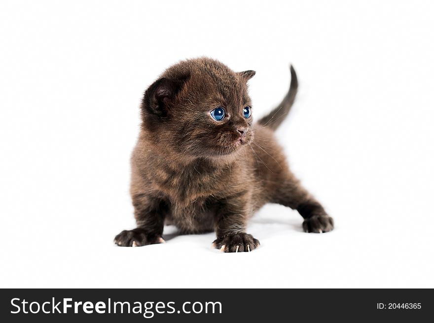 Brown British Kitten