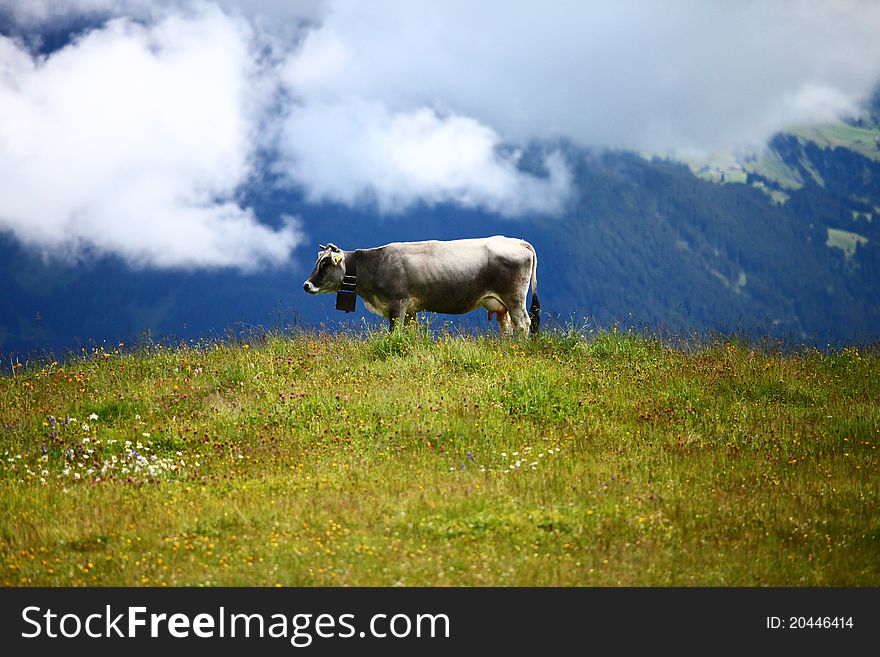 Happy Swiss Cow on the mountain. Happy Swiss Cow on the mountain