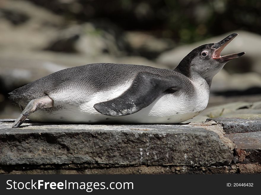 Humboldt penguin