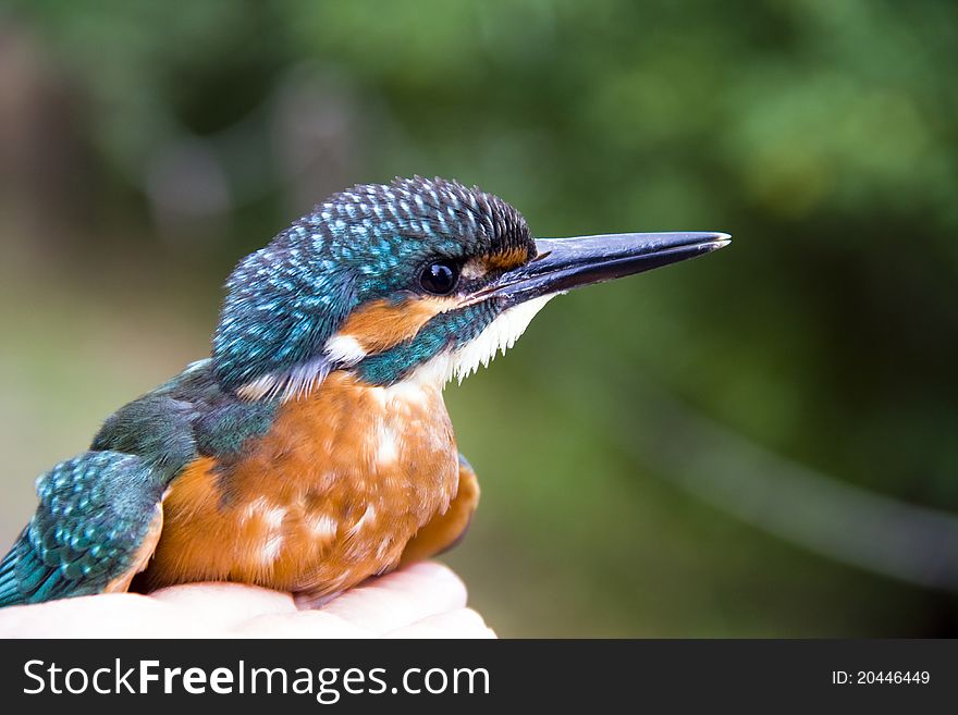 A common kingfisher (Alcedo atthis) in hand