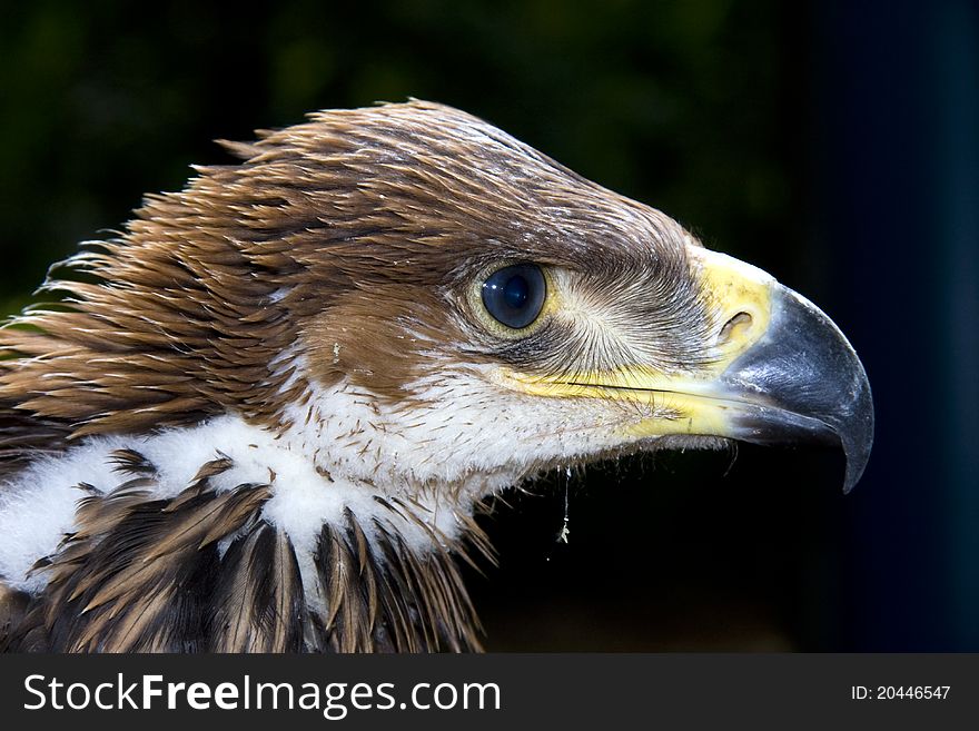 Portrait of a young imperial eagle. Portrait of a young imperial eagle