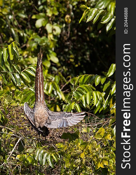 A Rufescent Tiger Heron (Tigrisoma lineatum) exhibits a dramatic view of it´s body as he opens it´s wings. A Rufescent Tiger Heron (Tigrisoma lineatum) exhibits a dramatic view of it´s body as he opens it´s wings.