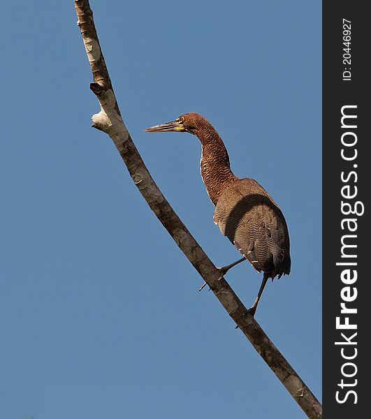 Rufescent Tiger Heron Perching On Branch