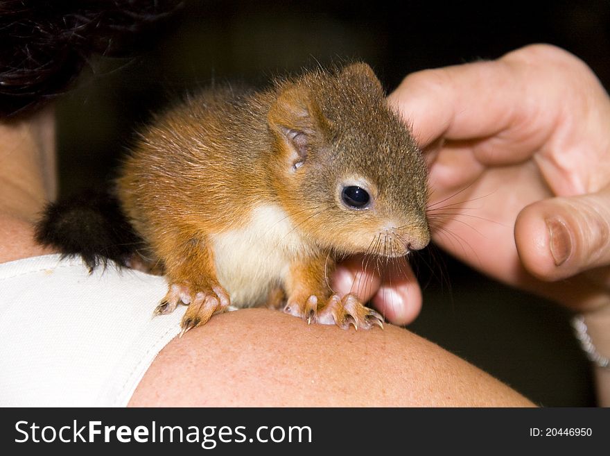 European red squirrel baby (Sciurus vulgaris) on hand