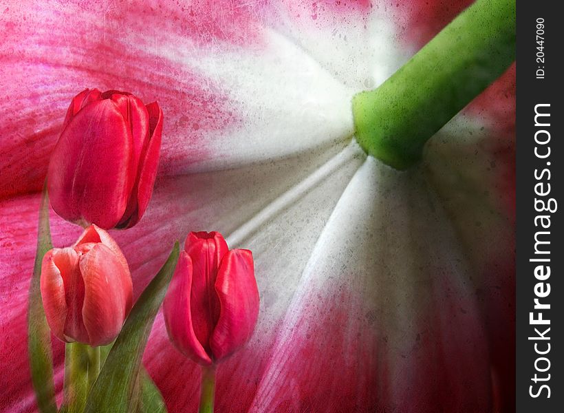 Tulip Fantasy