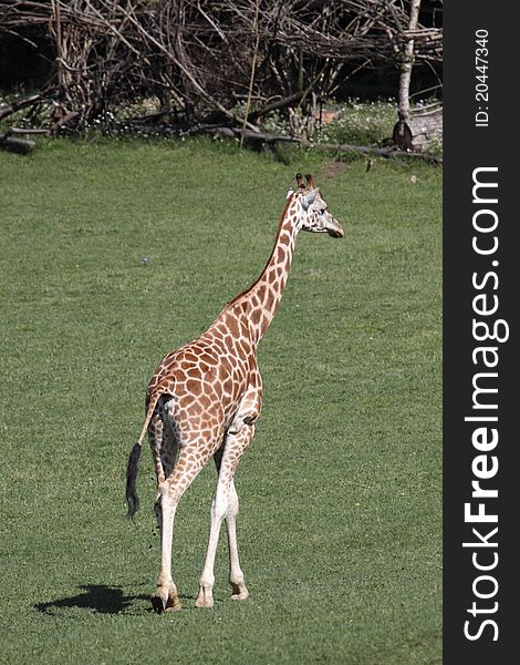 The Rothschild giraffe in the grassland.