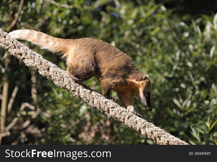 The coati going on the rope.