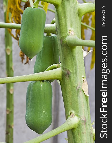 Papaya is used for making fruit salad.