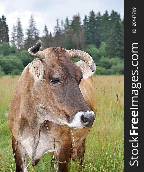 The Brown Cow